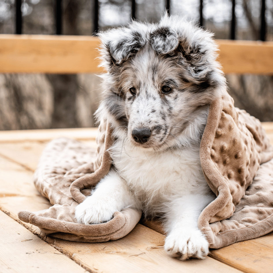 Couverture apaisante pour animaux